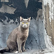 Shadow is registered to the contest to win money with this photo: alert, animal, background, cat, close_up, curious, feline, gray_cat, mammal, outdoor, peeling_paint, pet, quiet, shadow, sitting, street, texture, urban, weathered_wall, yellow_eyes