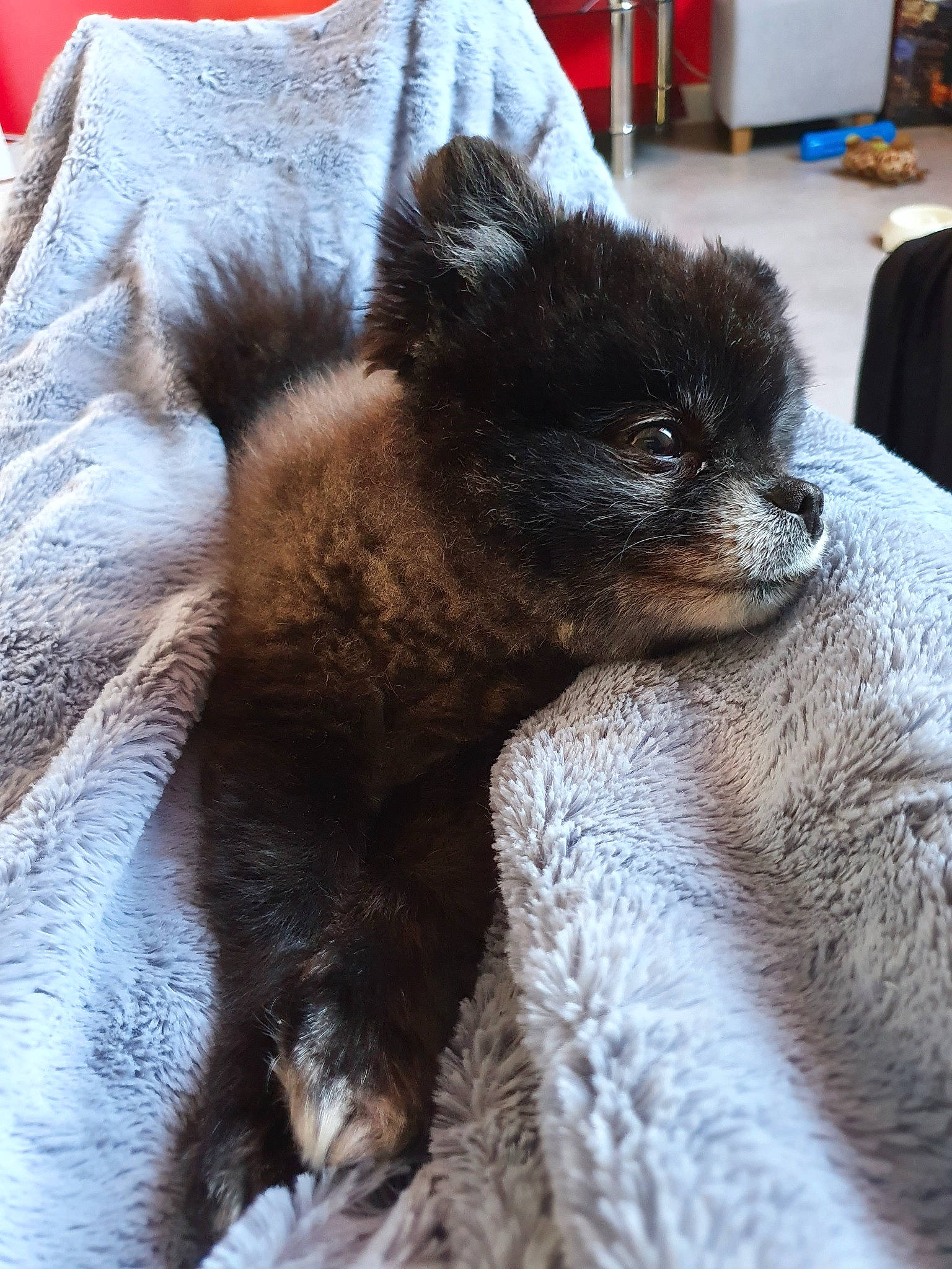 Maggy a rejoint le concours — aidez-le/la à gagner de superbes lots ! canidae, carnivore, companion_dog, dog, dog_breed, eurasier, fawn, finnish_lapphund, fur, german_spitz_mittel, mammal, non_sporting_group, pomeranian, schipperke, snout, spitz, swedish_lapphund, vertebrate