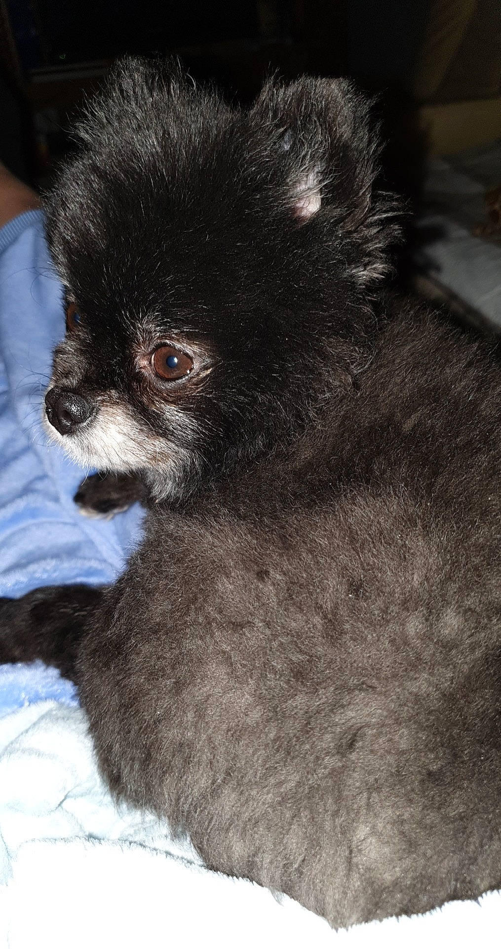 Maggy participe au concours pour gagner de l'argent avec cette photo : canidae, carnivore, companion_dog, dog, dog_breed, fawn, german_spitz, german_spitz_mittel, mammal, non_sporting_group, pomeranian, puppy, snout, spitz, toy_dog, vertebrate