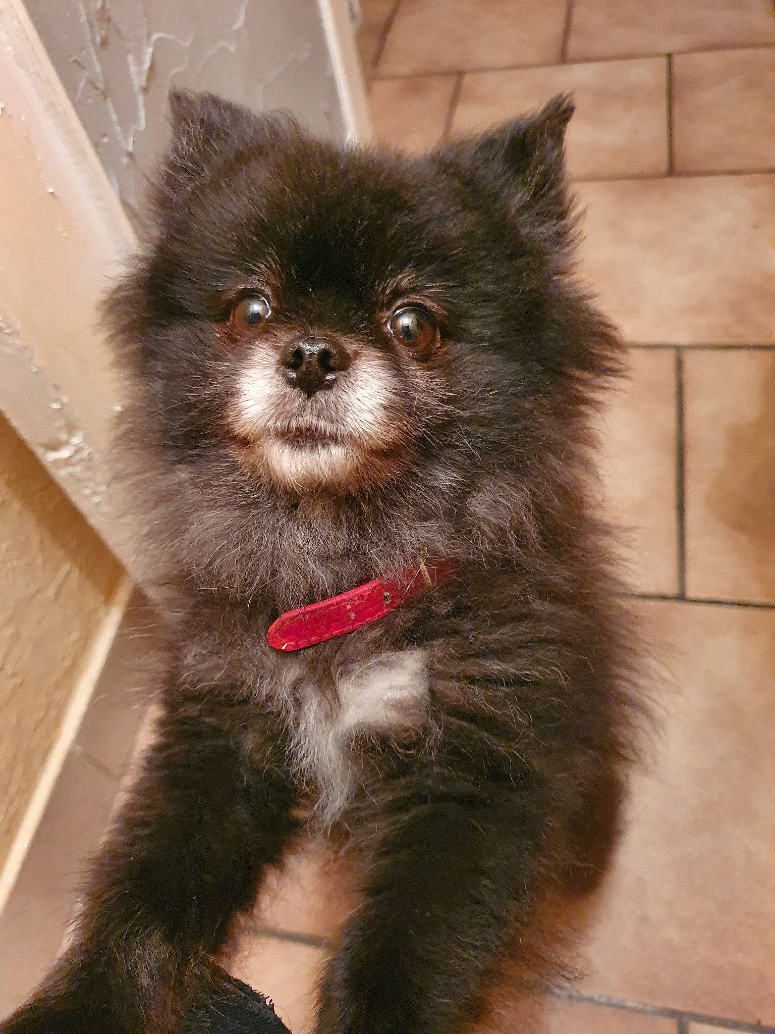 Maggy a rejoint le concours — aidez-le/la à gagner de superbes lots ! ancient_dog_breeds, canidae, carnivore, companion_dog, dog, dog_breed, german_spitz, german_spitz_klein, german_spitz_mittel, mammal, non_sporting_group, pomeranian, puppy, rare_breed_dog, snout, spitz, toy_dog, vertebrate, volpino_italiano, whiskers