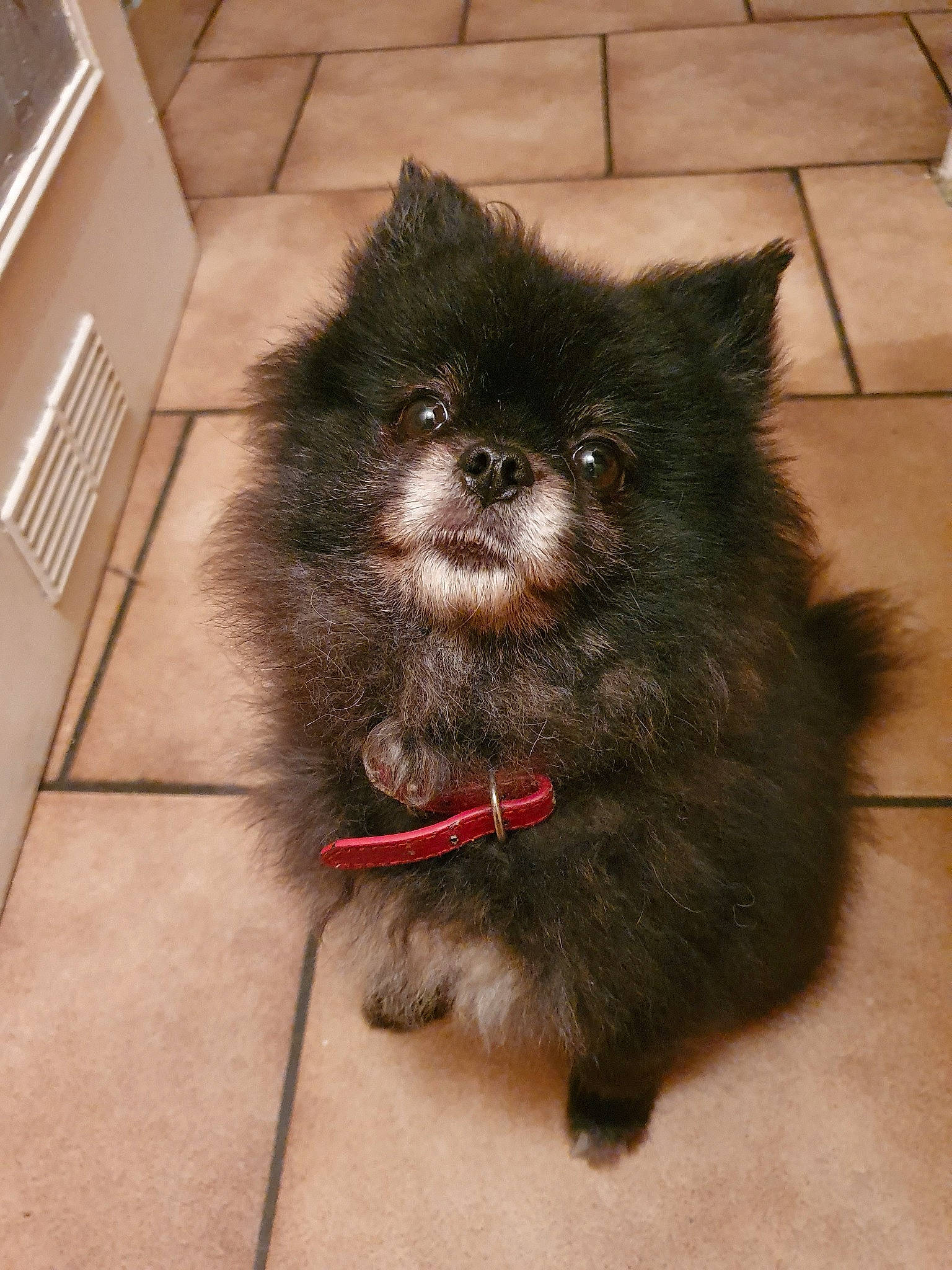 Maggy a rejoint le concours — aidez-le/la à gagner de superbes lots ! canidae, carnivore, companion_dog, dog, dog_breed, german_spitz, german_spitz_klein, german_spitz_mittel, keeshond, mammal, non_sporting_group, pomeranian, puppy, snout, spitz, sporting_group, toy_dog, vertebrate, volpino_italiano, whiskers