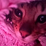Tuna joined the competition — help win amazing prizes! blanket, cat, close_up, cozy, cuddle, eyes, feline, fluffy, fur, indoor, macro, nose, pet, pink, portrait, sleeping, soft_texture, spotted_fur, tabby, whiskers