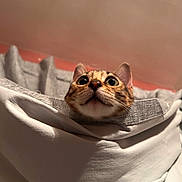 Tuna is registered to the contest to win money with this photo: animal, bedding, big_eyes, blanket, cat, ceiling, close_up, curtain, cute, drapery, fabric, feline, indoor, kitten, peeking, pet, portrait, surprised, wall, whiskers