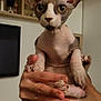 Tokyo a rejoint le concours — aidez-le/la à gagner de superbes lots ! cat, sphynx_cat, hairless_cat, pet, indoor, hand, person, rings, animal, feline, closeup, eyes, ears, floor, shelf, television, home, cute, mammal, domestic_animal