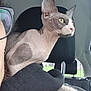 Tokyo participe au concours pour gagner de l'argent avec cette photo : sphynx_cat, cat, pet, hairless_cat, inside_car, car_seat, person, glasses, window, curious, yellow_eyes, close_up, headrest, feline, skin_texture, indoors, animal, looking_out, shoulder, travel