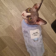 Tokyo participe au concours pour gagner de l'argent avec cette photo : sphynx_cat, cat, pet, feline, hairless_cat, yellow_eyes, ears, fur_clothing, blue_sweater, floor, wooden_floor, indoor, looking_up, curious, animal, close_up, wrinkled_skin, domestic_animal, cute, label