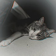 Ricky participe au concours pour gagner de l'argent avec cette photo : cat, animal, pet, feline, relaxed, laying_down, black_and_white, vignette, whiskers, ears, paw, soft_surface, close_up, indoor, calm, portrait, fur, sleepy, cute, resting