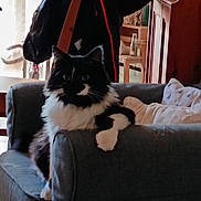 Oreo a rejoint le concours — aidez-le/la à gagner de superbes lots ! animal, armrest, black_and_white, cat, chair, couch, cozy, curious, domestic, fluffy, fur, furniture, home, indoor, jacket, living_room, pet, pillow, relaxed, whiskers