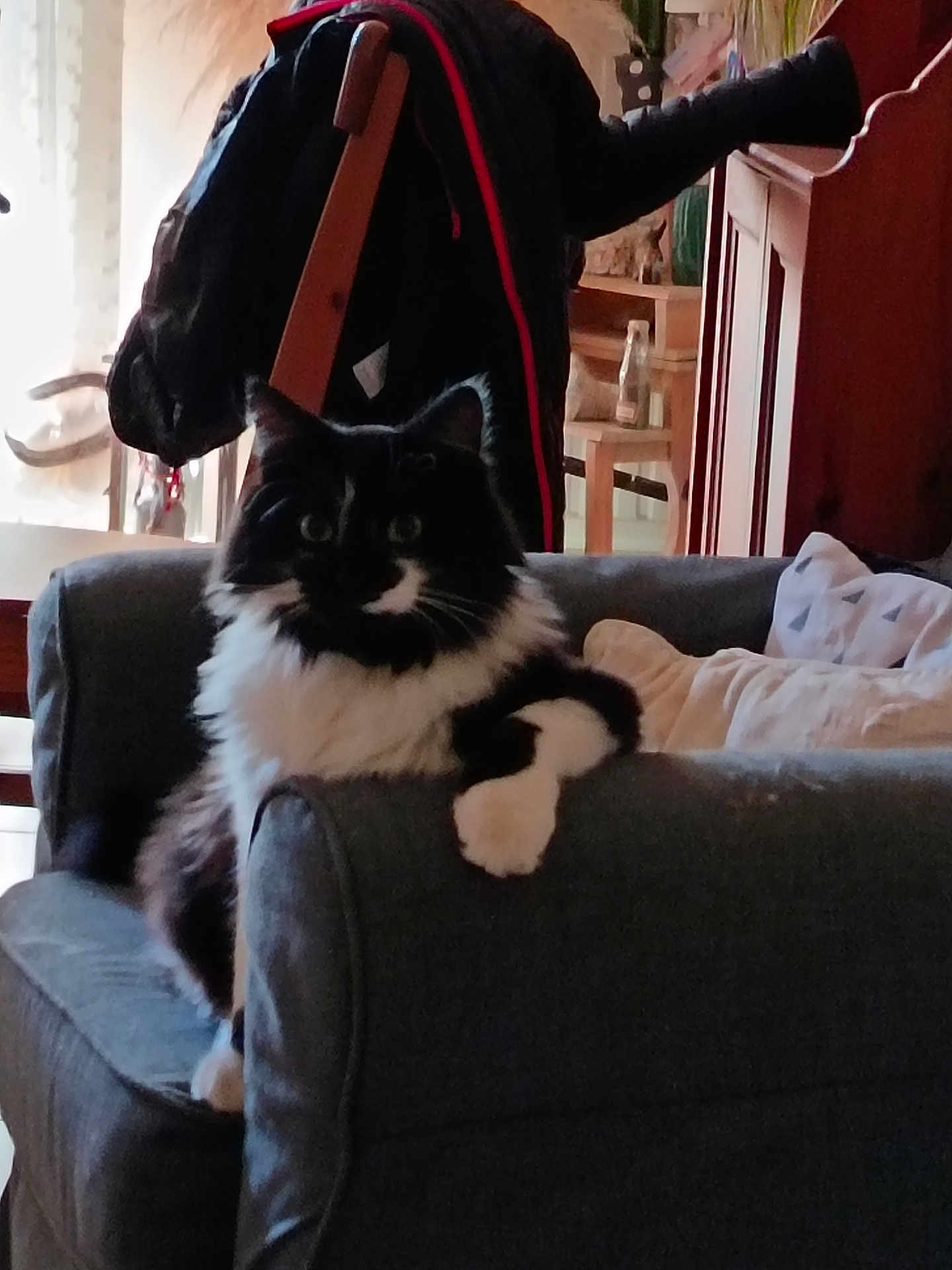Oreo a rejoint le concours — aidez-le/la à gagner de superbes lots ! animal, armrest, black_and_white, cat, chair, couch, cozy, curious, domestic, fluffy, fur, furniture, home, indoor, jacket, living_room, pet, pillow, relaxed, whiskers