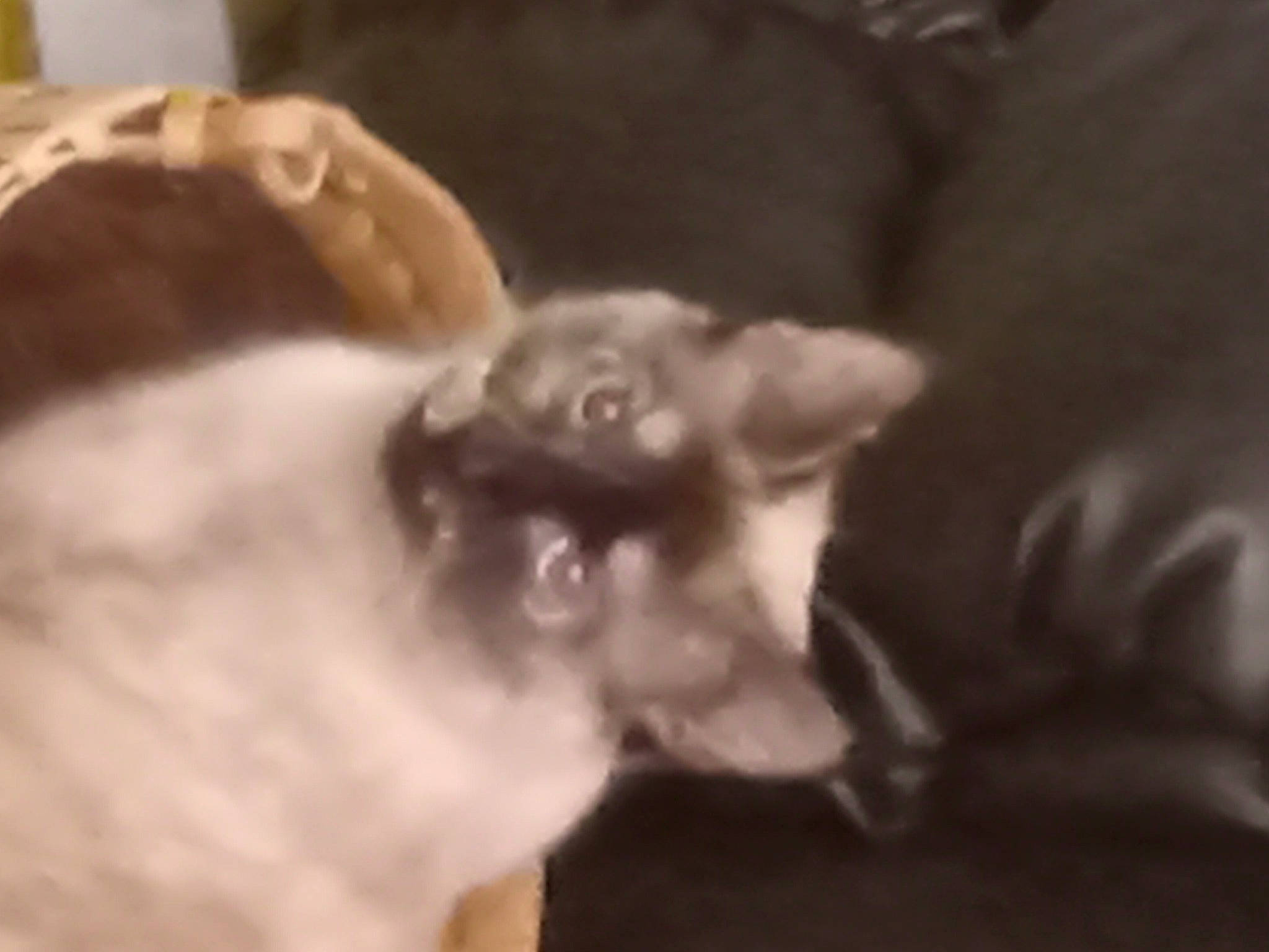 No Name joined the competition — help win amazing prizes! canidae, carnivore, companion_dog, dog_breed, ear, fawn, felidae, fur, gesture, jaw, monochrome, monochrome_photography, nail, paw, small_to_medium_sized_cats, snout, sporting_group, whiskers, wildlife, working_animal