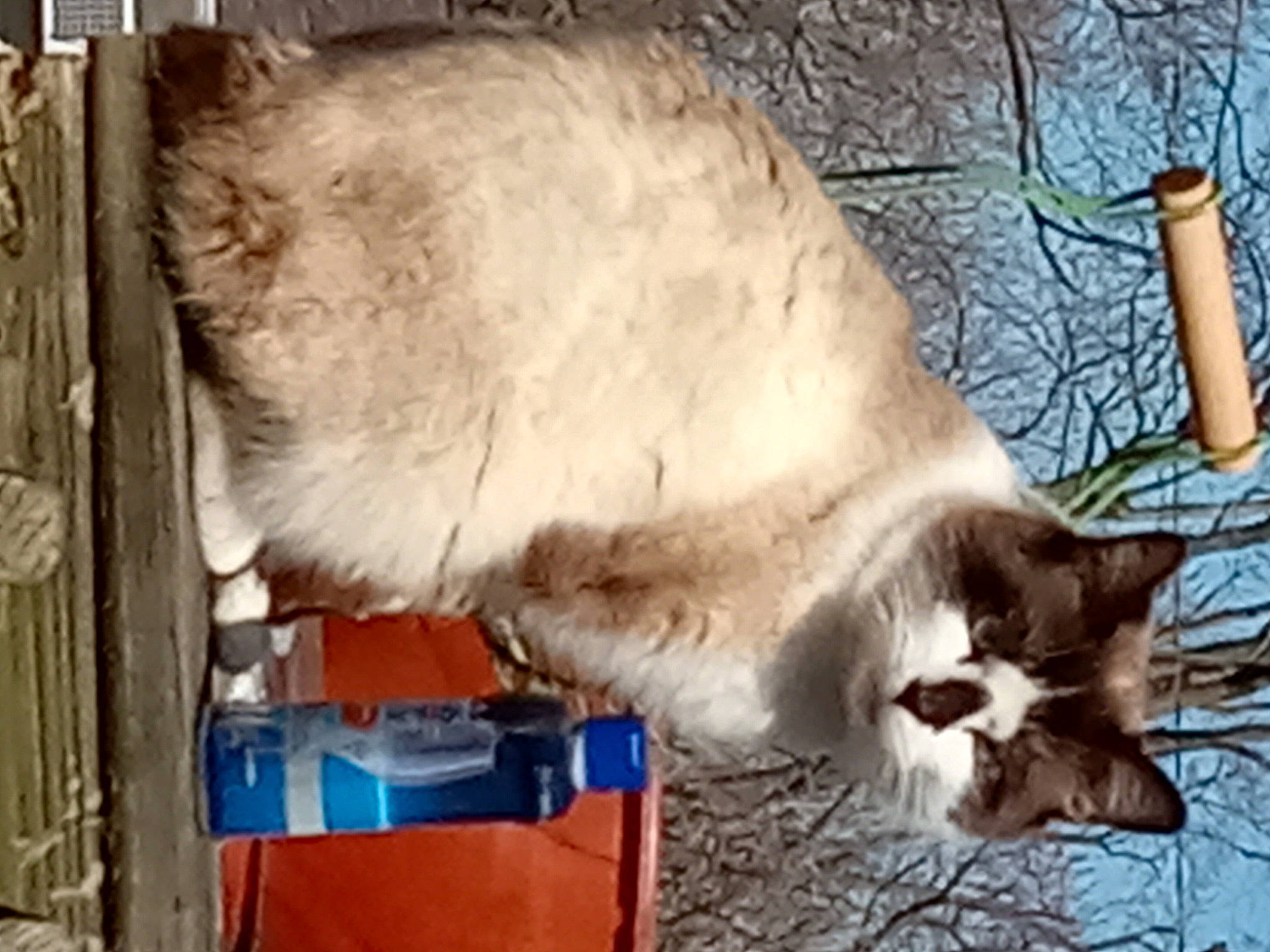 Little Bobber joined the competition — help win amazing prizes! balinese, canidae, carnivore, cat, claw, collar, dog_breed, domestic_short_haired_cat, fang, fawn, felidae, fur, gas, small_to_medium_sized_cats, sporting_group, tail, terrestrial_animal, thai, whiskers, wood