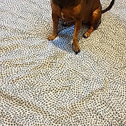 Chanel a rejoint le concours — aidez-le/la à gagner de superbes lots ! animal, bedspread, brown, cute, dog, ears, floor, furniture, home, indoor, looking, mouth, pattern, pet, playful, sitting, small_dog, tail, toy, toy_hot_dog