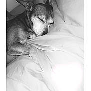 Chanel participe au concours pour gagner de l'argent avec cette photo : dog, sleeping, bed, blanket, cozy, indoor, resting, pet, ears, snuggle, fur, animal, quiet, peaceful, monochrome, soft, comfort, relaxation, cute, domestic