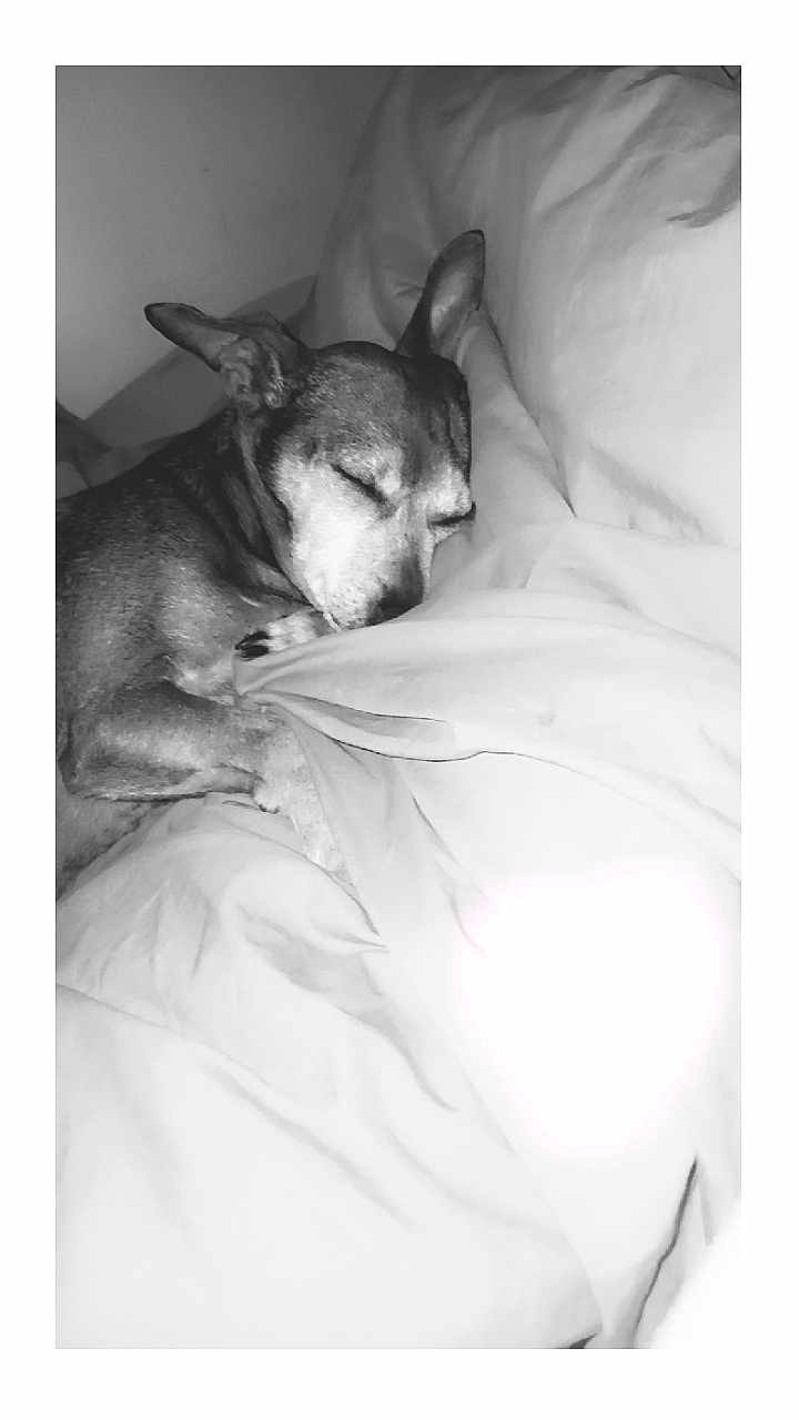 Chanel participe au concours pour gagner de l'argent avec cette photo : dog, sleeping, bed, blanket, cozy, indoor, resting, pet, ears, snuggle, fur, animal, quiet, peaceful, monochrome, soft, comfort, relaxation, cute, domestic
