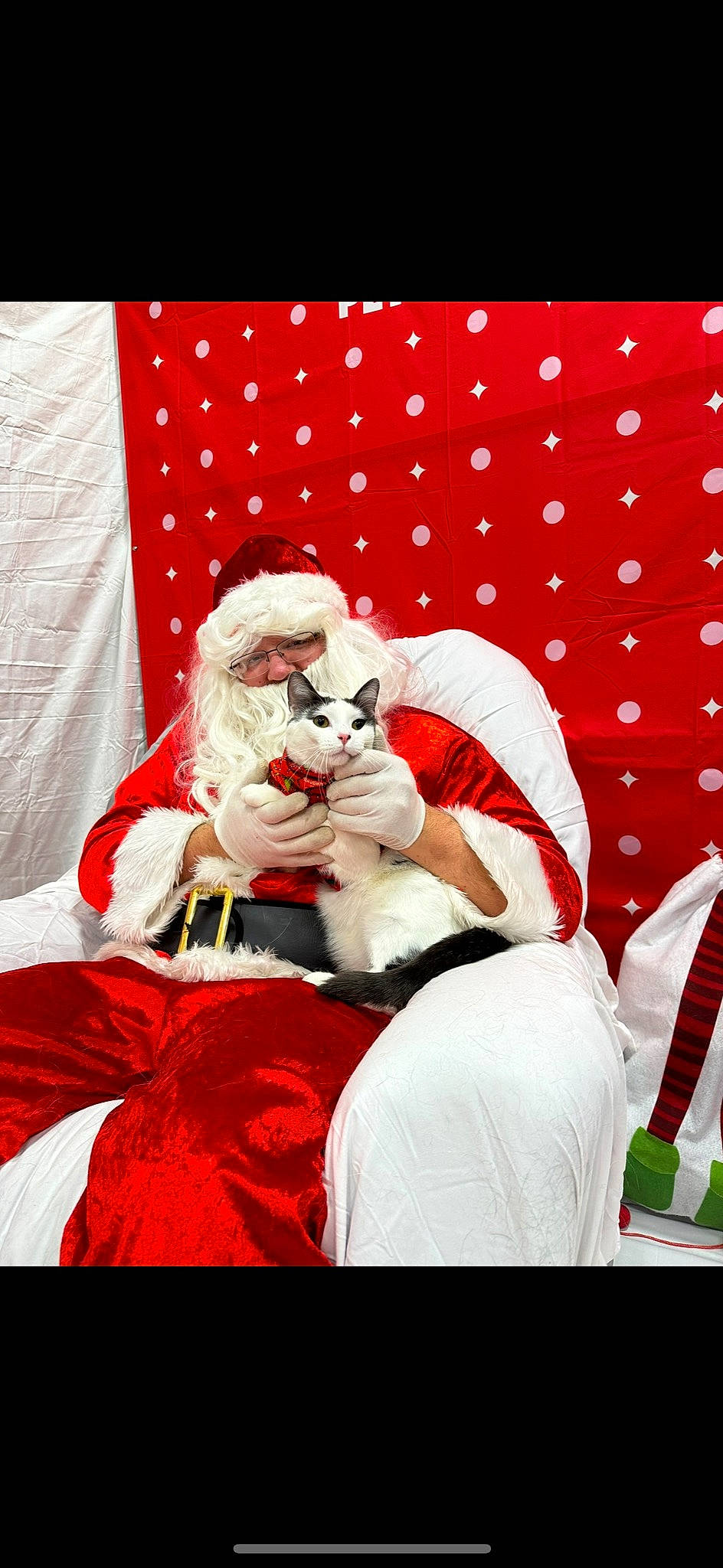 Marshmallow is registered to the contest to win money with this photo: animation, carmine, costume, costume_design, entertainment, event, fictional_character, font, fur, happy, illustration, linens, magenta, pattern, room, santa_claus, sitting, tradition