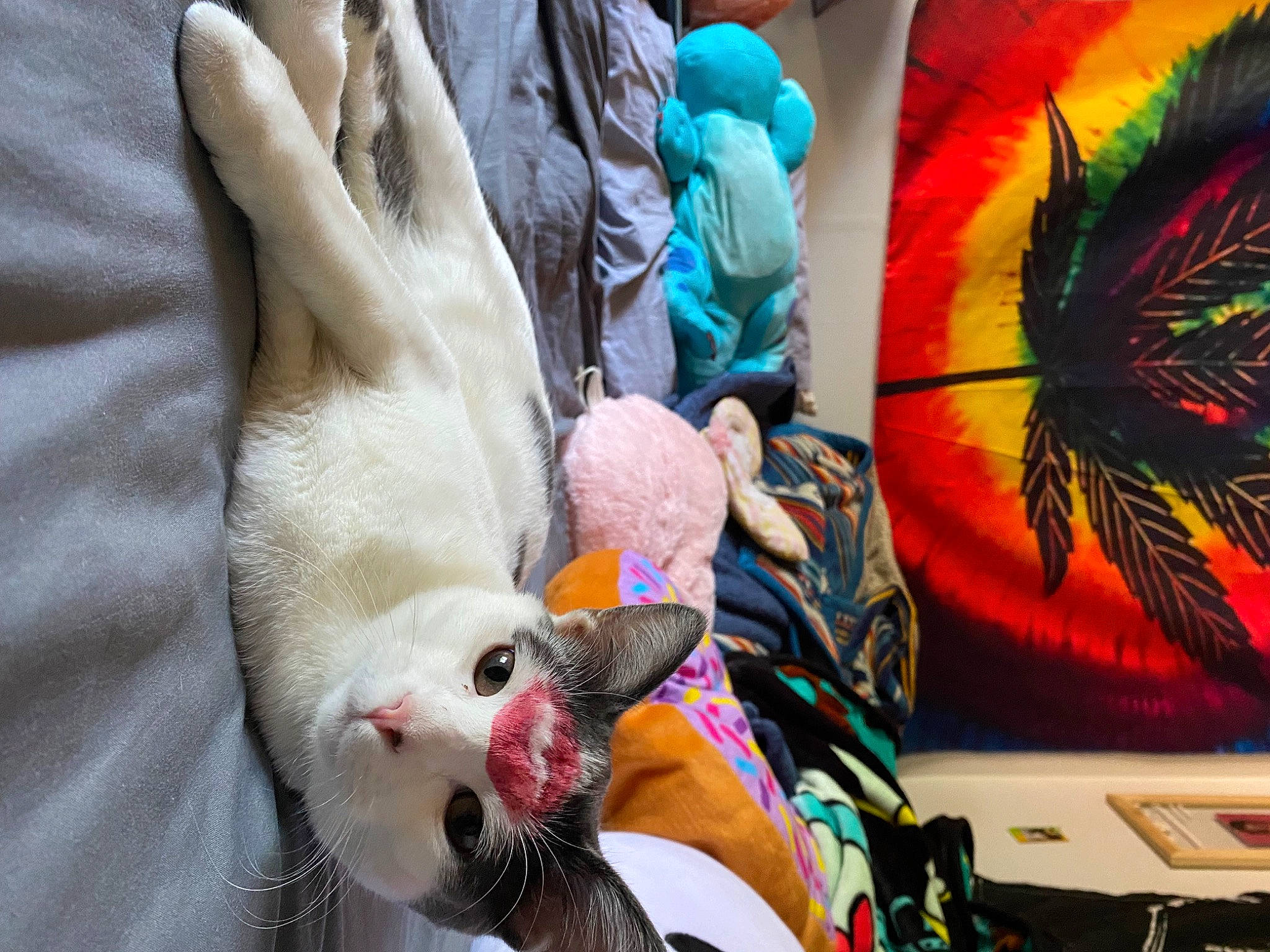 Marshmallow is registered to the contest to win money with this photo: art, artist, carnivore, cat, companion_dog, dog_breed, domestic_short_haired_cat, event, fawn, feather, felidae, fur, nail, paw, photograph, small_to_medium_sized_cats, snapshot, stuffed_toy, tail, whiskers