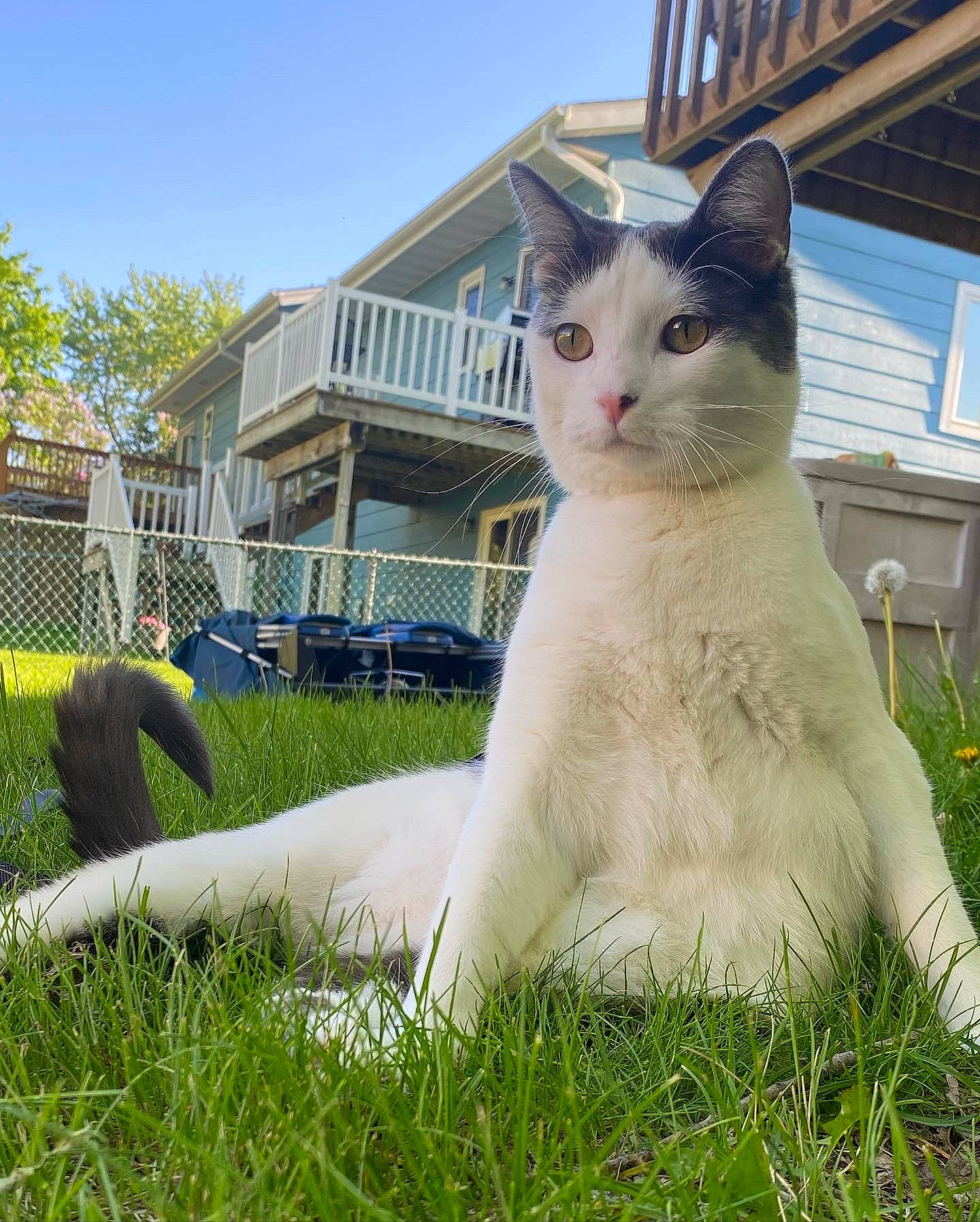 Marshmallow is registered to the contest to win money with this photo: carnivore, cat, domestic_short_haired_cat, felidae, fur, grass, grassland, pasture, plant, sky, small_to_medium_sized_cats, snout, tail, tree, whiskers, window