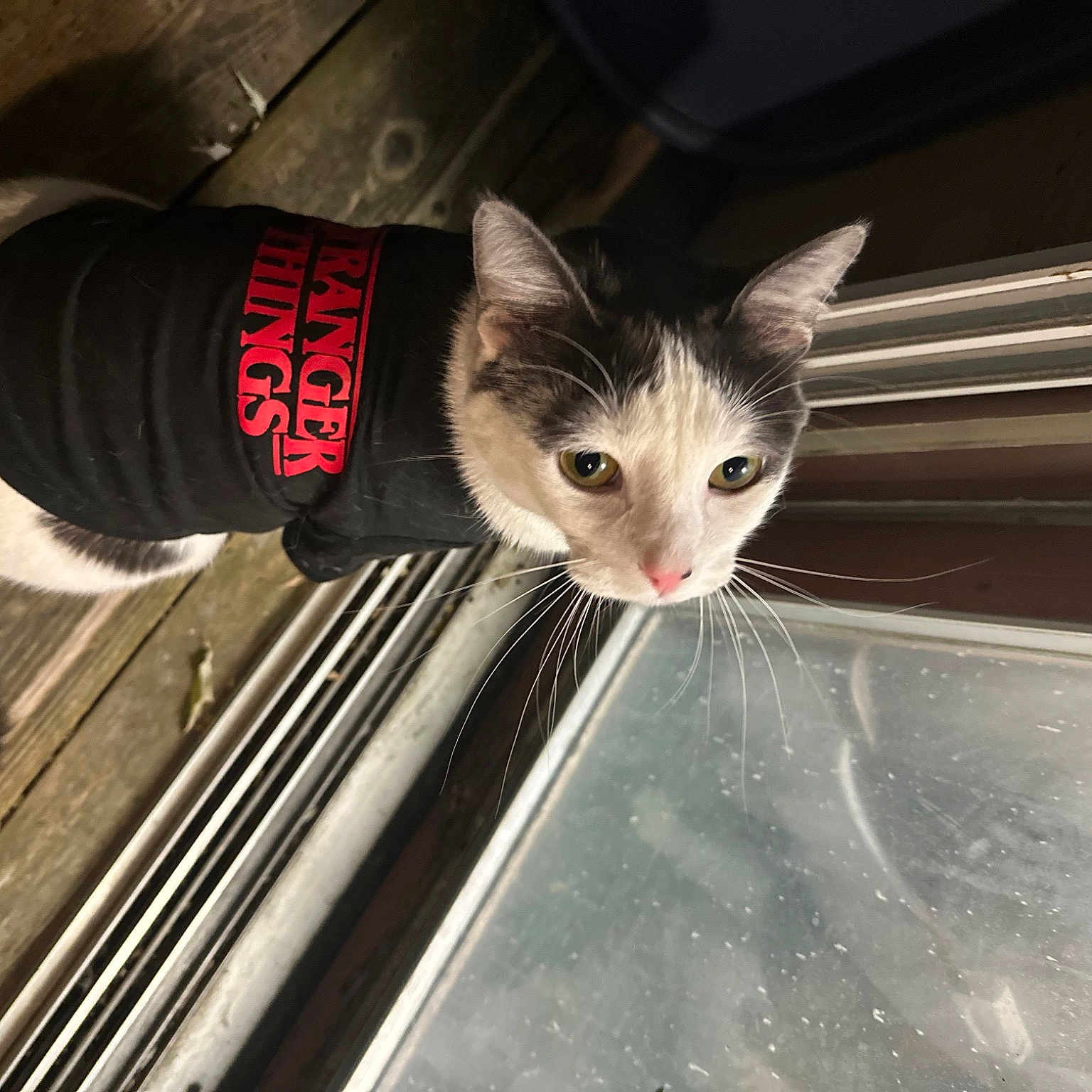 Marshmallow is registered to the contest to win money with this photo: auto_part, automotive_exterior, automotive_window_part, carmine, carnivore, cat, domestic_short_haired_cat, felidae, foot, fur, human_leg, paw, small_to_medium_sized_cats, tail, whiskers, windshield, wood