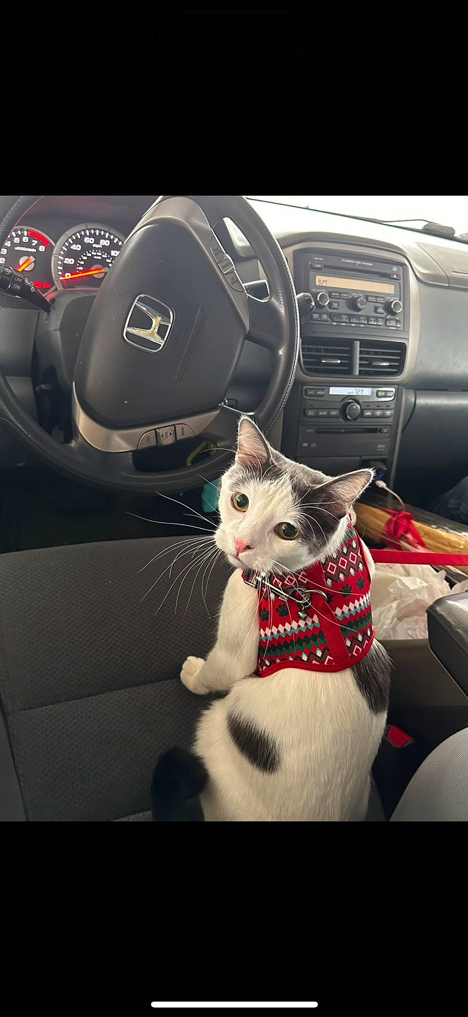 Marshmallow is registered to the contest to win money with this photo: auto_part, automotive_design, automotive_exterior, automotive_lighting, automotive_tire, car, car_seat, car_seat_cover, carnivore, cat, felidae, mammal, motor_vehicle, personal_luxury_car, small_to_medium_sized_cats, steering_wheel, vehicle, vehicle_door, whiskers, white