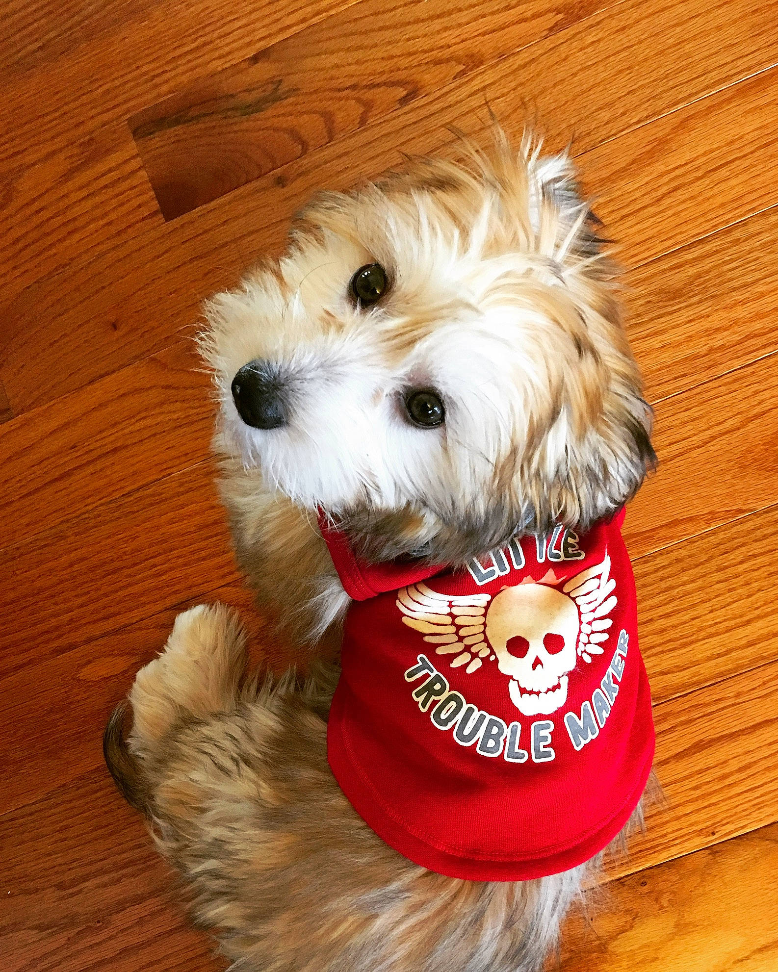 Brantley is registered to the contest to win money with this photo: canidae, carnivore, cavachon, companion_dog, dog, dog_breed, dog_clothes, fur, havanese, maltepoo, maltese, mammal, morkie, puppy, puppy_love, schnoodle, snout, sporting_lucas_terrier, terrier, west_highland_white_terrier