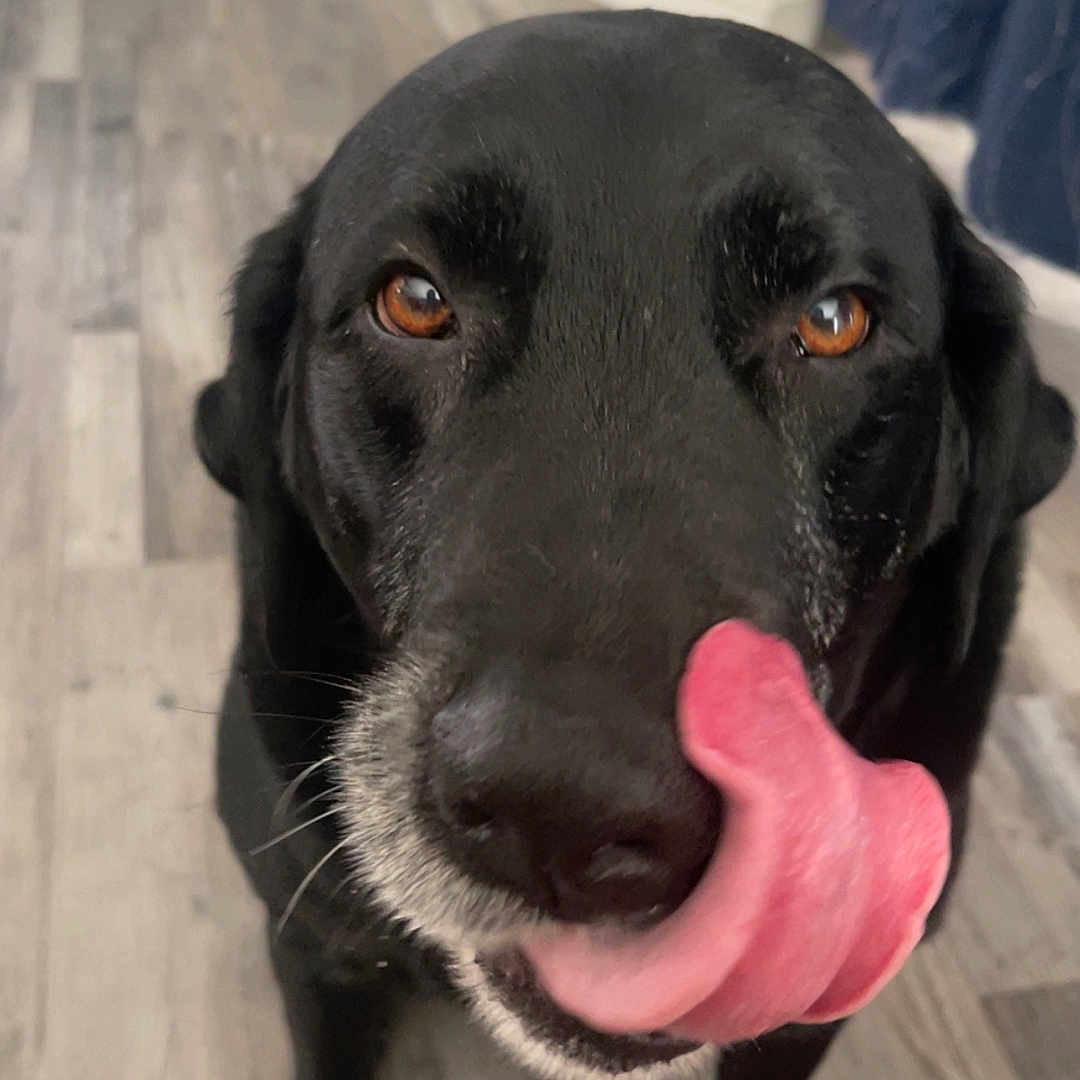 Dukers joined the competition — help win amazing prizes! animal, black_dog, brown_eyes, cabinet, canine, close_up, curtains, cute, dog, floor, furniture, indoor, licking_nose, muzzle, nose, pet, portrait, tongue_out, whiskers, wooden_floor