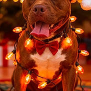 Chief joined the competition — help win amazing prizes! dog, brown_dog, santa_hat, christmas_lights, red_bow_tie, holiday, festive, tongue_out, celebration, pet, indoors, decorations, happy, cute, animal, christmas, warm_lighting, smiling, portrait, christmas_tree