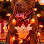 dog, brown_dog, santa_hat, christmas_lights, red_bow_tie, holiday, festive, tongue_out, celebration, pet, indoors, decorations, happy, cute, animal, christmas, warm_lighting, smiling, portrait, christmas_tree