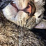 cat, close_up, sleeping, whiskers, fur, nose, mouth, teeth, animal, pet, cozy, relaxed, tabby, face, muzzle, sleep, cute, feline, resting, indoors