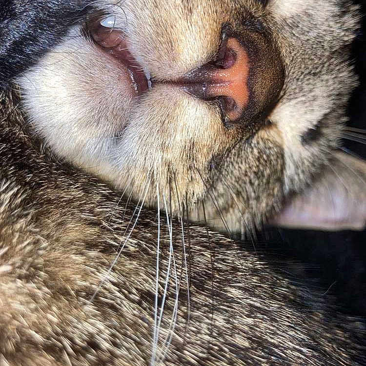 Ash joined the competition — help win amazing prizes! animal, cat, close_up, cozy, cute, face, feline, fur, indoors, mouth, muzzle, nose, pet, relaxed, resting, sleep, sleeping, tabby, teeth, whiskers