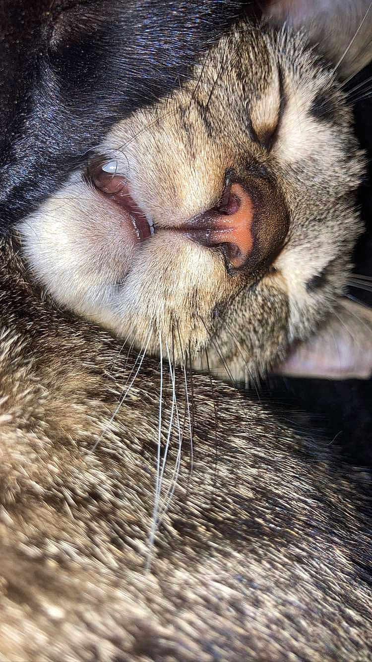 Ash