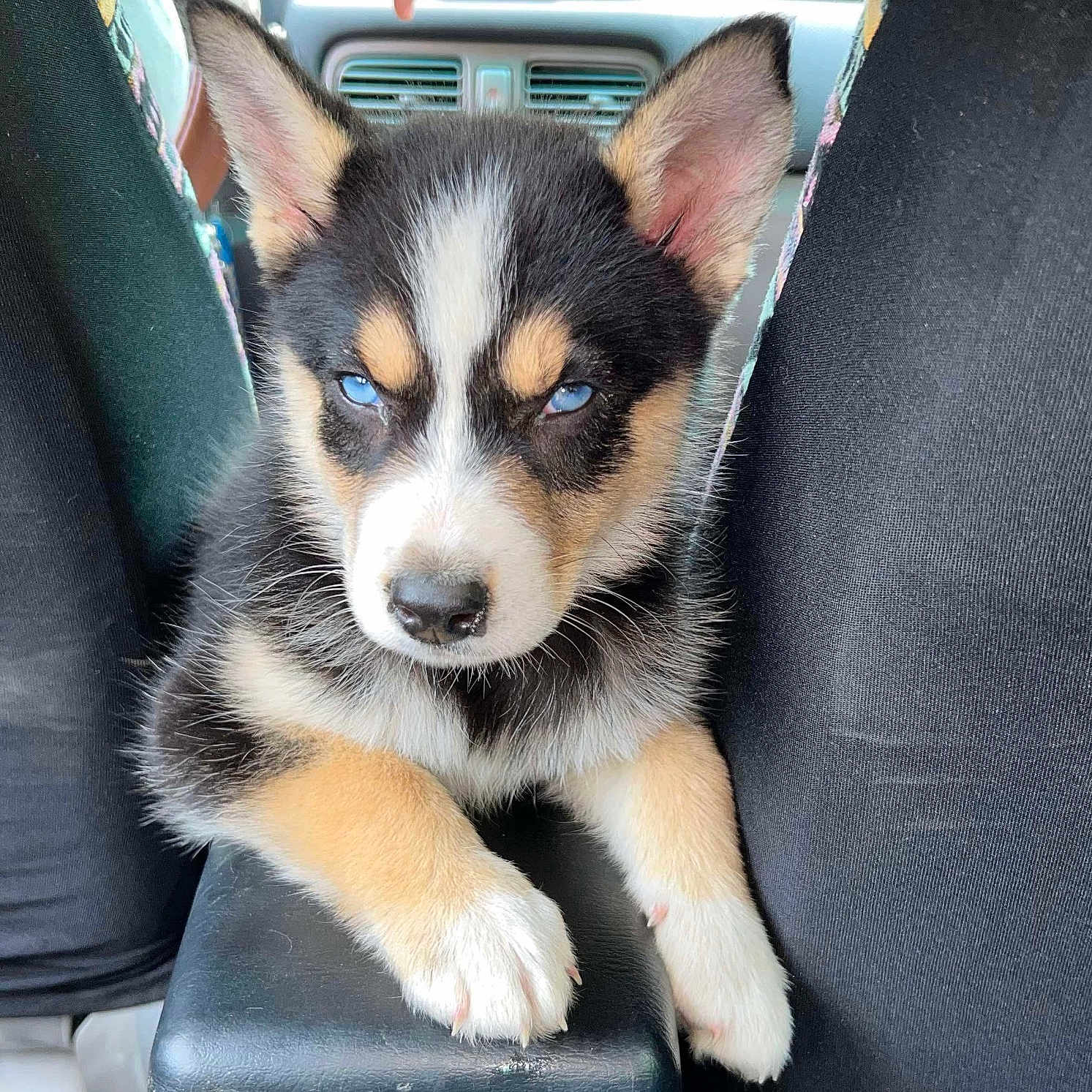 Whiskey is registered to the contest to win money with this photo: alert, animal, black_fur, black_pants, blue_eyes, car_interior, center_console, close_up, cute, dog, indoor, legs, paws, pet, puppy, resting, seat, tan_fur, white_fur, young_dog