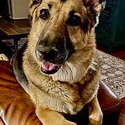 Dr.pepper joined the competition — help win amazing prizes! canine, carpet, close_up, couch, dog, ears_up, fur, furniture, german_shepherd, happy, home, indoor, leather, living_room, looking_up, paw, pet, relaxed, tongue_out, wood_floor