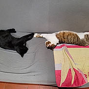 Oslo a rejoint le concours — aidez-le/la à gagner de superbes lots ! cat, black_cat, tabby_cat, couch, gray_couch, towel, stretching, relaxing, indoor, pets, animal, feline, paw_touch, two_cats, striped_cat, white_cat, resting, household, cozy, floor