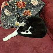 Virgule participe au concours pour gagner de l'argent avec cette photo : animal, black_and_white, cat, comfortable, couch, cozy, cute, domestic, feline, floral_pattern, fur, home, indoor, pet, pillow, relaxed, resting, soft, stretching, whiskers