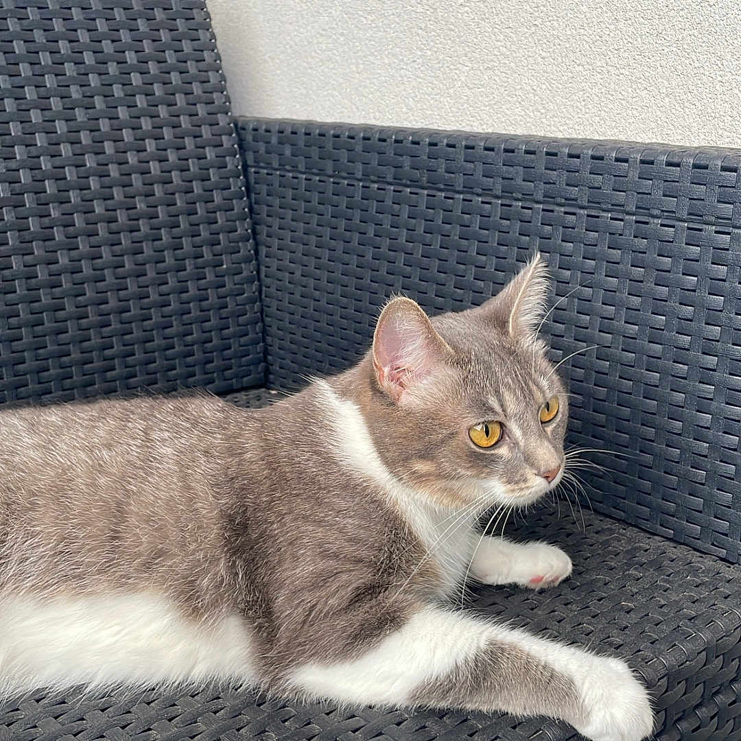 Sox a rejoint le concours — aidez-le/la à gagner de superbes lots ! abyssinian, accessories, animal, architecture, armchair, building, cat, chair, couch, cushion, furniture, homedecor, indoors, interiordesign, kitten, livingroom, manx, pet, room, strap