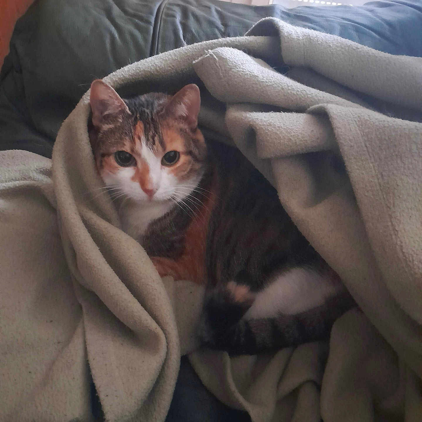 Maya a rejoint le concours — aidez-le/la à gagner de superbes lots ! animal, blanket, calico, cat, comfort, couch, cozy, curious, cute, domestic, feline, fur, home, indoor, pet, relaxed, resting, soft, warm, wrapped