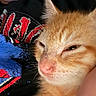 Olivine joined the competition — help win amazing prizes! cat, orange_tabby, close_up, sleepy, pet, feline, fur, whiskers, person, tshirt, graphic_tshirt, red, blue, black_clothing, relaxing, indoor, cozy, cute, animal, companion
