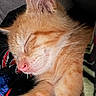 Olivine is registered to the contest to win money with this photo: kitten, cat, sleeping, orange_tabby, close_up, pink_nose, paw, fur, cozy, nap, pet, animal, cute, soft, rest, indoors, blanket, comfort, young, relaxed