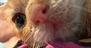 Olivine is registered to the contest to win money with this photo: cat, close_up, orange_cat, white_fur, pink_nose, whiskers, curious, feline, pet, animal, fur, indoor, soft_focus, cute, domestic_cat, mammal, portrait, pink_fabric, close_range, face