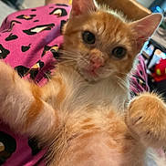 Olivine joined the competition — help win amazing prizes! kitten, cat, orange_cat, pet, feline, close_up, paw, cute, indoor, person, lap, purple_clothing, leopard_print, animal, whiskers, fur, playful, curious, young, domestic
