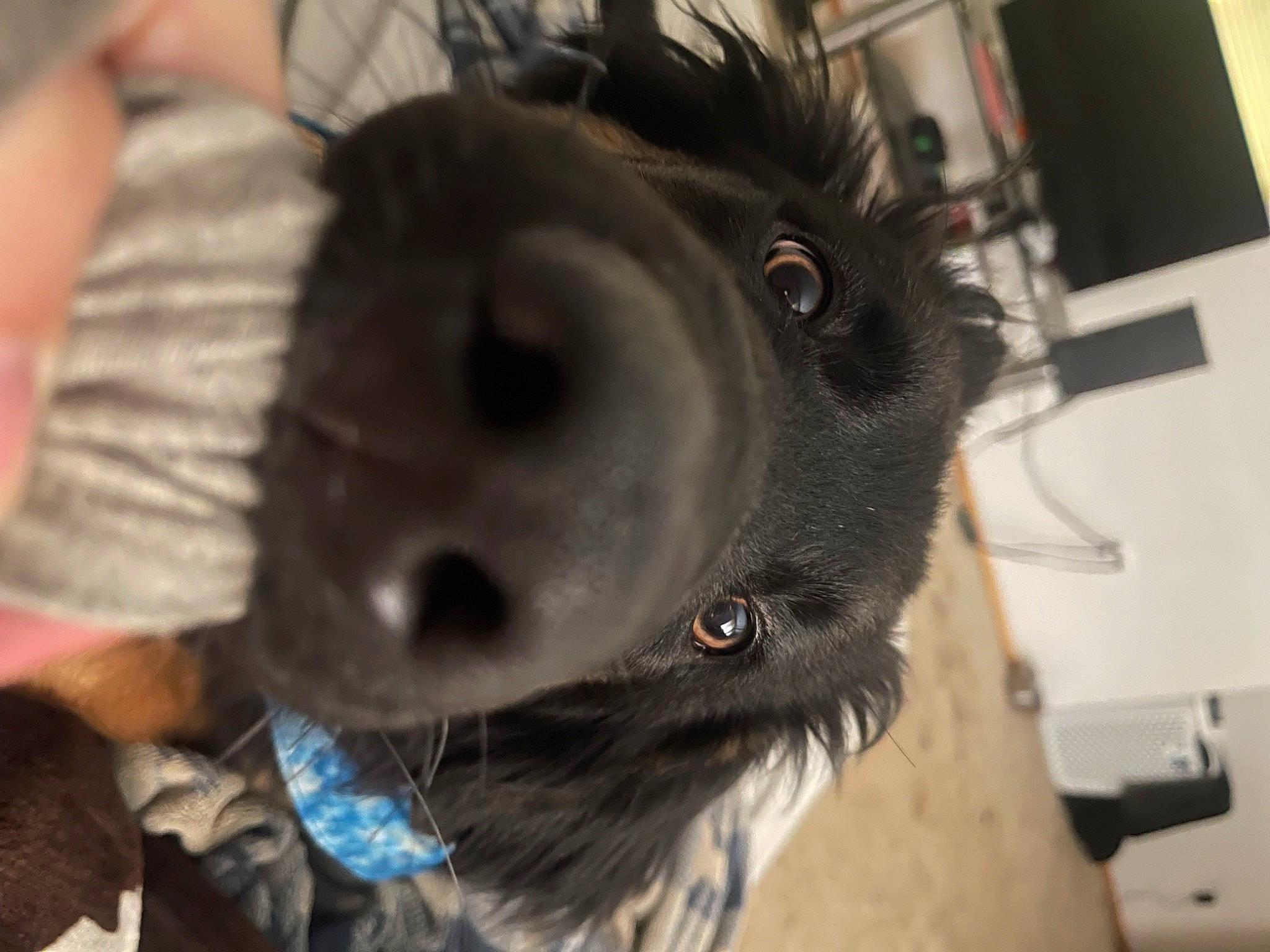 Whiskey is registered to the contest to win money with this photo: carnivore, collar, companion_dog, dog, dog_breed, dog_clothes, dog_collar, dog_supply, ear, fawn, fur, fur_clothing, leash, personal_protective_equipment, schnauzer, snout, sporting_group, toy_dog, whiskers, working_animal