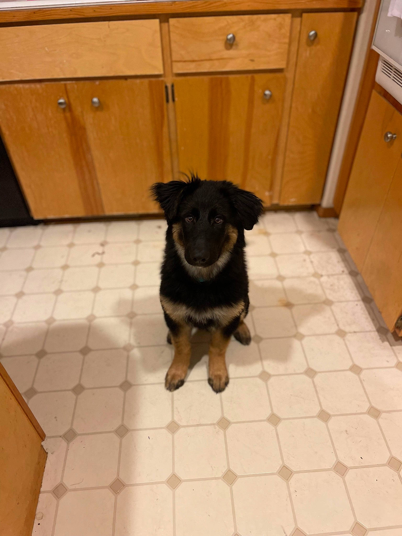 Whiskey is registered to the contest to win money with this photo: cabinetry, carnivore, companion_dog, cupboard, dog, dog_breed, door, floor, flooring, fur, hardwood, home_door, plank, room, snout, sporting_group, varnish, wood, wood_stain, working_animal