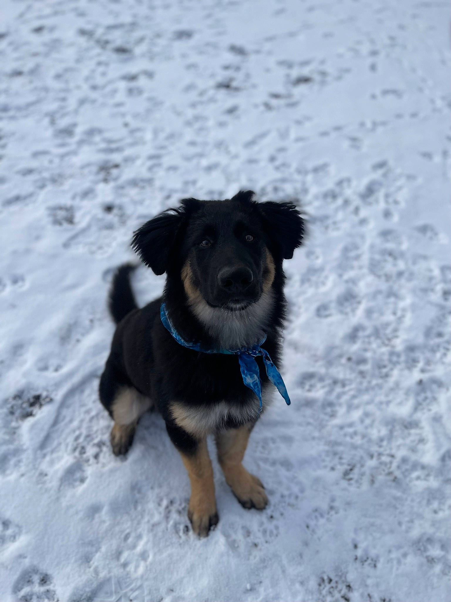 Whiskey is registered to the contest to win money with this photo: ball, canidae, carnivore, companion_dog, dog, dog_breed, dog_collar, dog_supply, electric_blue, freezing, guard_dog, hunting_dog, puppy, recreation, snout, snow, sporting_group, winter, working_animal, working_dog