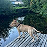 dog, wooden_deck, pond, water, trees, greenery, house, outdoor, nature, animal, pet, calm, reflection, daylight, collar, canine, quiet, landscape, summer, park