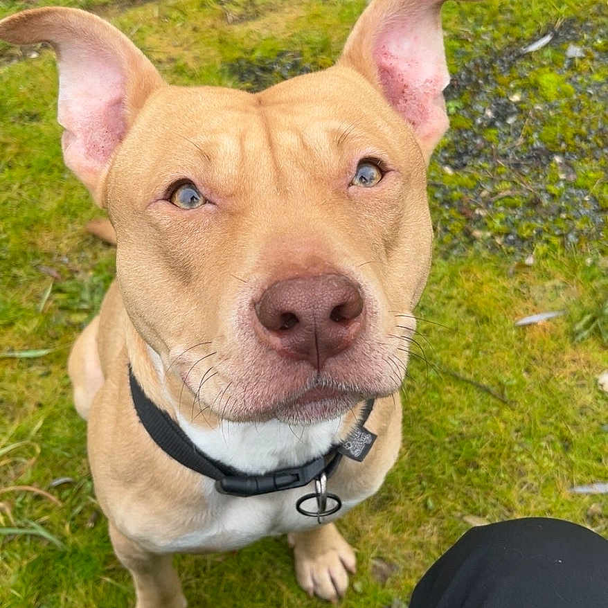 Simba participe au concours pour gagner de l'argent avec cette photo : dog, pet, canine, outdoor, grass, collar, ears, brown, animal, cute, looking_up, waiting, loyal, friendly, muzzle, snout, paw, nature, companion, alert