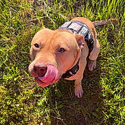 Simba participe au concours pour gagner de l'argent avec cette photo : dog, grass, outdoor, pet, animal, harness, tongue, nose, sunlight, greenery, feet, shoes, red_pants, playful, cute, canine, summer, nature, happy, looking_up
