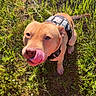 dog, grass, outdoor, pet, animal, harness, tongue, nose, sunlight, greenery, feet, shoes, red_pants, playful, cute, canine, summer, nature, happy, looking_up