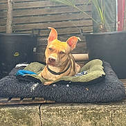 Simba a rejoint le concours — aidez-le/la à gagner de superbes lots ! animal, bed, blanket, collar, concrete, dog, ears, face, fur, nature, outdoor, pet, plant, pot, relaxed, resting, sunlight, tan, toy, wooden_fence