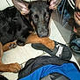 Asko participe au concours pour gagner de l'argent avec cette photo : puppy, dog, german_shepherd, paw, sandal, puma, floor, tile, backpack, blue, black, brown, poster, indoor, pet, animal, cute, mischievous, resting, closeup