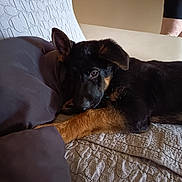Asko participe au concours pour gagner de l'argent avec cette photo : dog, puppy, german_shepherd, indoor, quilt, pillow, resting, brown, black, fur, pet, home, couch, leg, relaxing, animal, cute, young, ears, looking